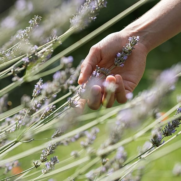 Hand grabbing plants