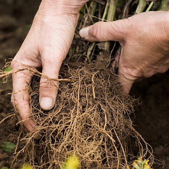 Hands holding plant roots