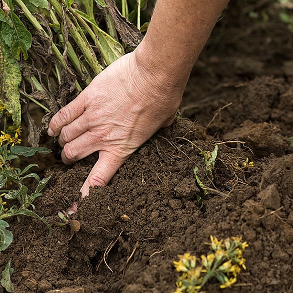 Hand working in soil