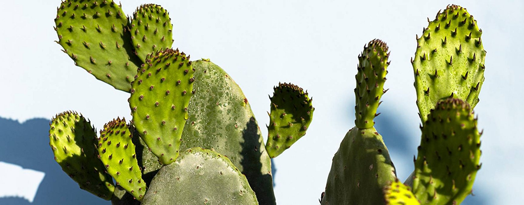 Prickly shop pear cactus
