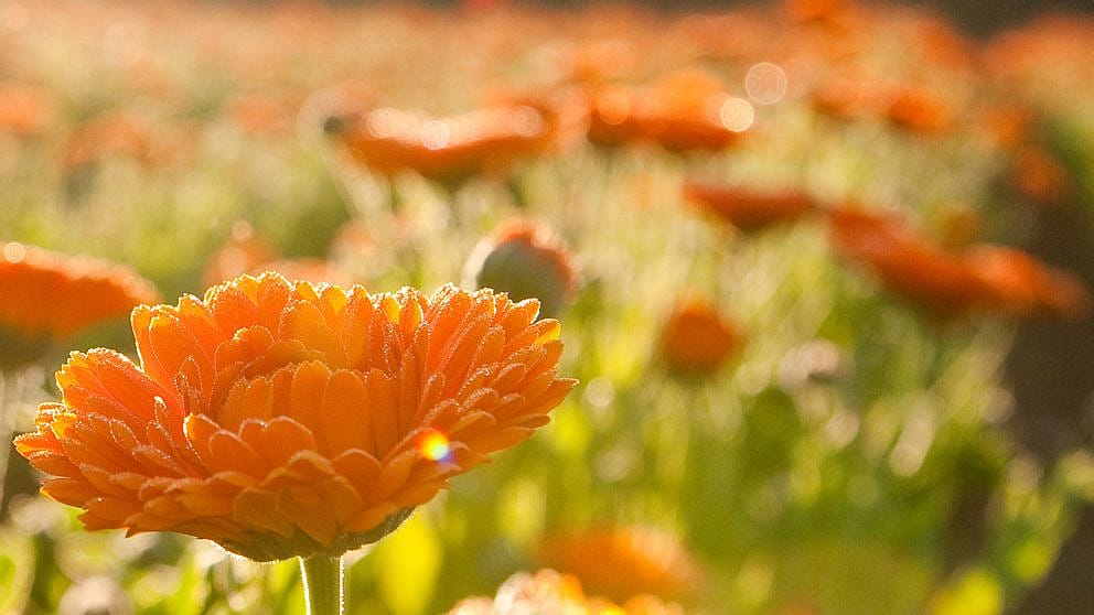 calendula blossom