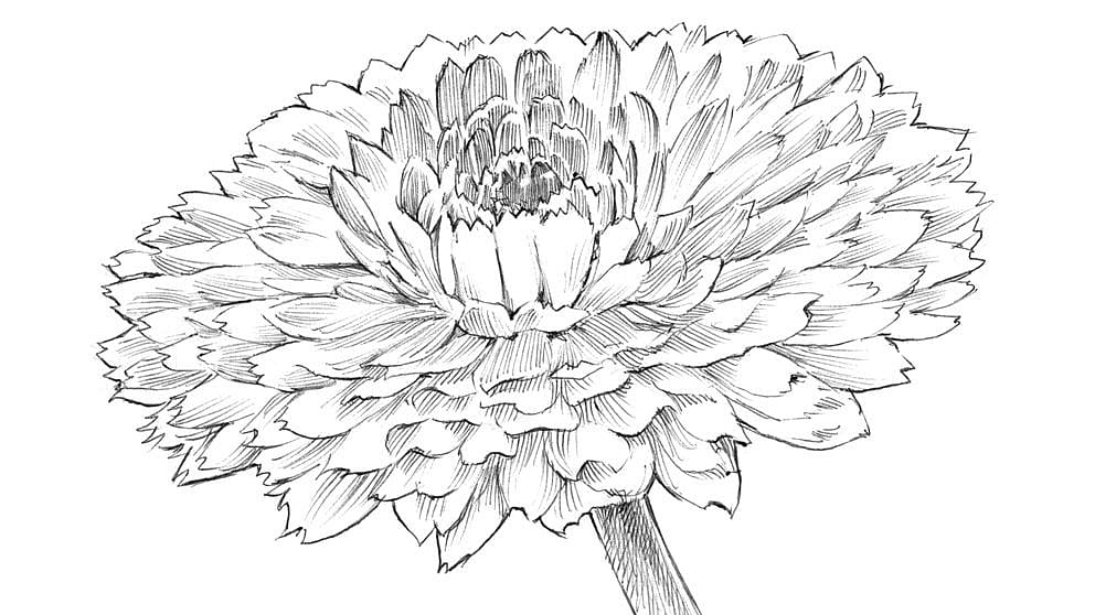 Calendula flower drawing.