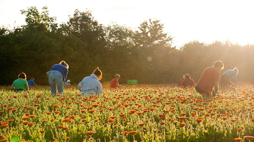 people harvesting calendula