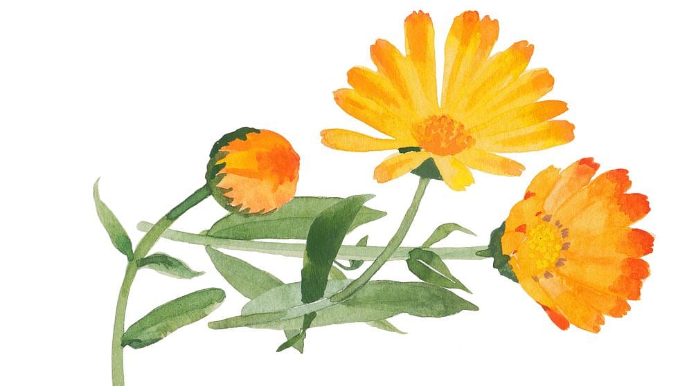Drawing of a calendula flower, leafs and stem