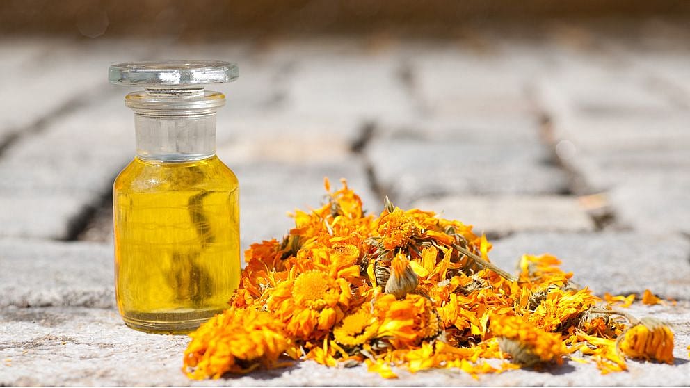 Calendual Oil Extract.