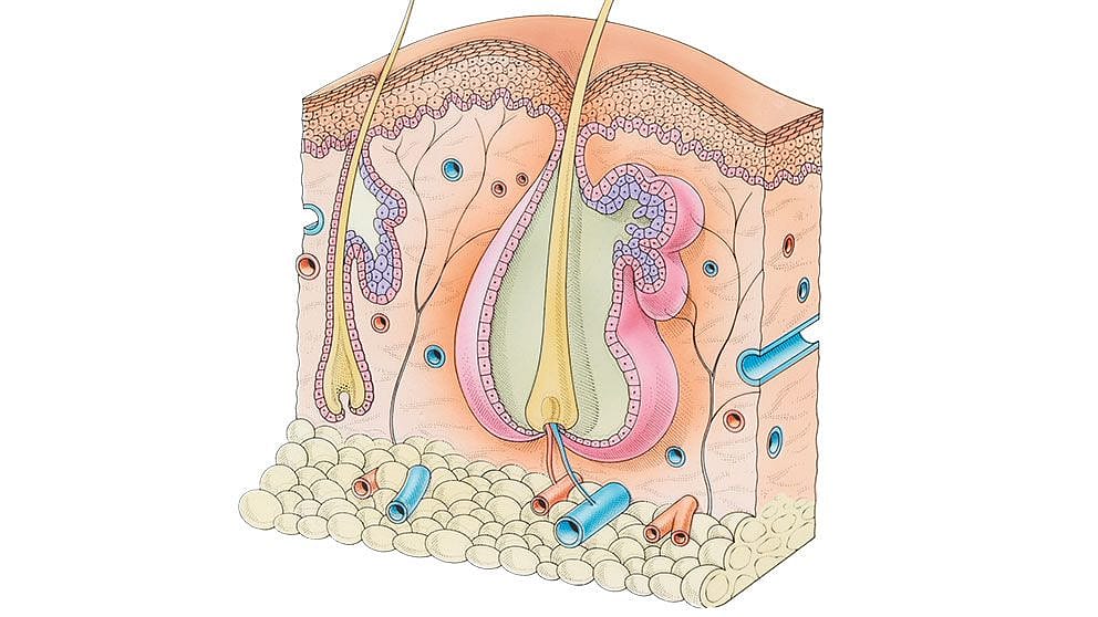 Diagram of the skin and layers.