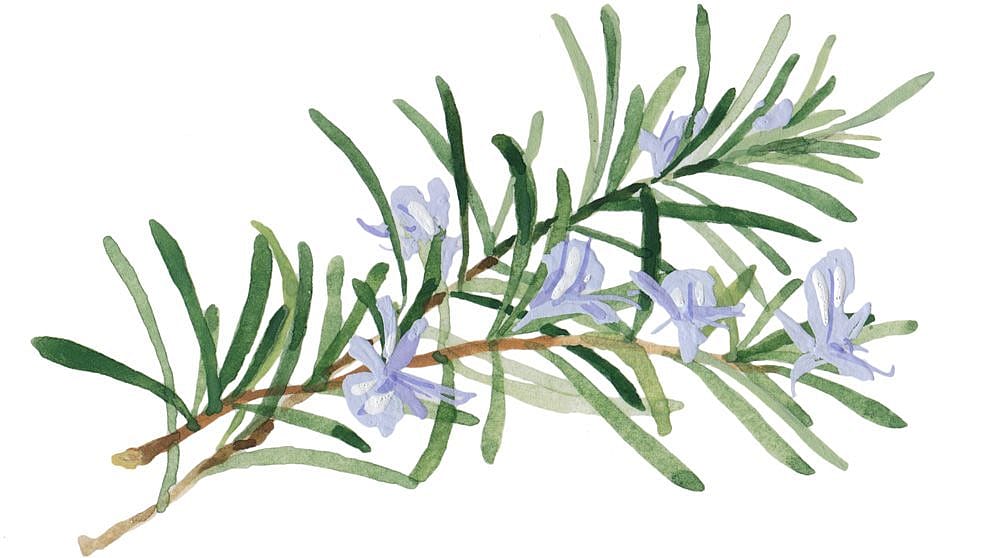 illustrated rosemary