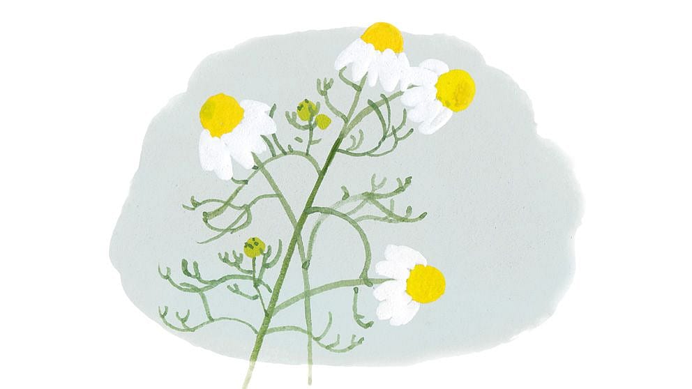 illustrated camomile