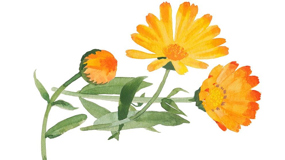 illustrated marigold