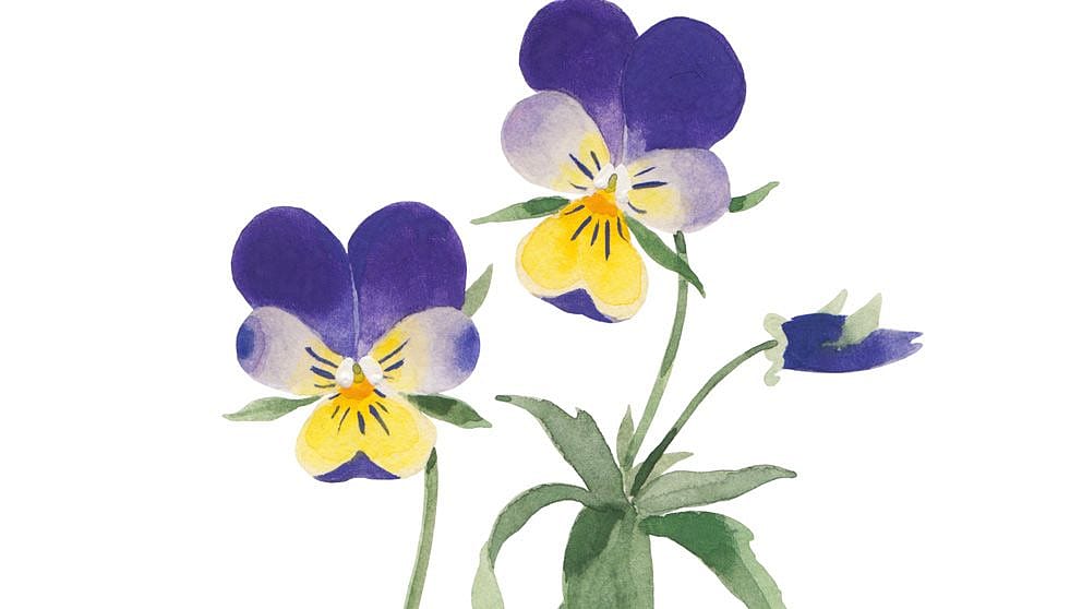 illustrated pansy