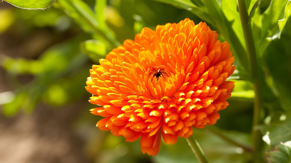 calendula flower