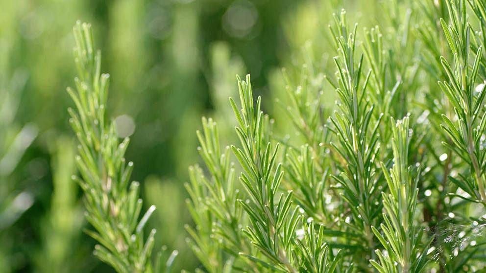 rosemary branch