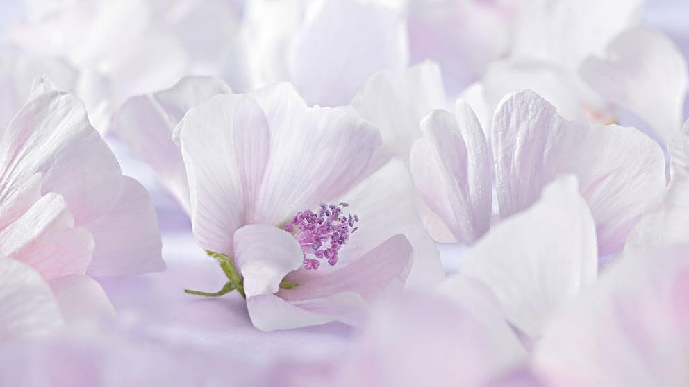 white mallow flower