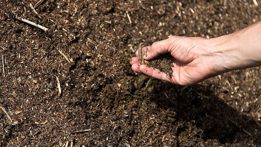 compost in hand