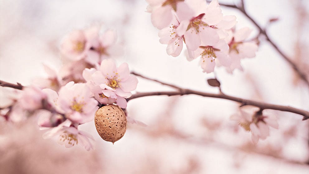 Almond flowers and nuts on a branch.