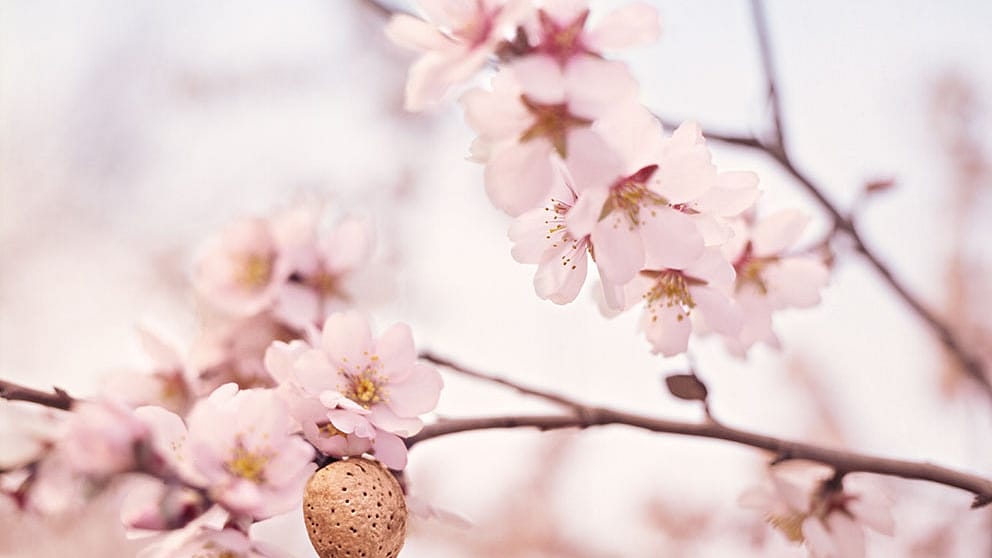 almond blossom