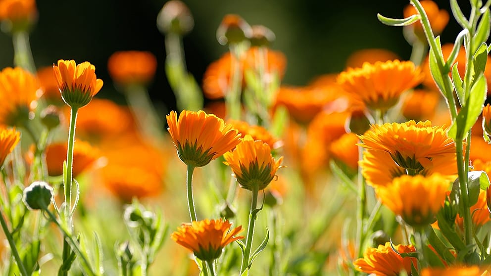 calendula flowers
