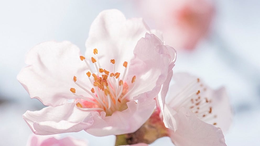 almond blossom