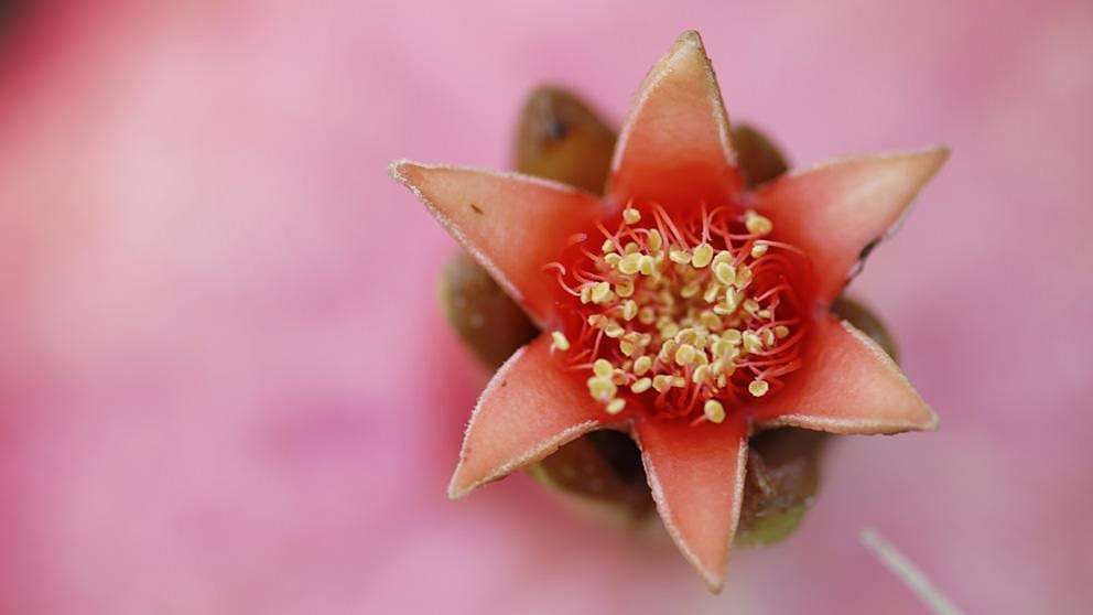 Pommegranate