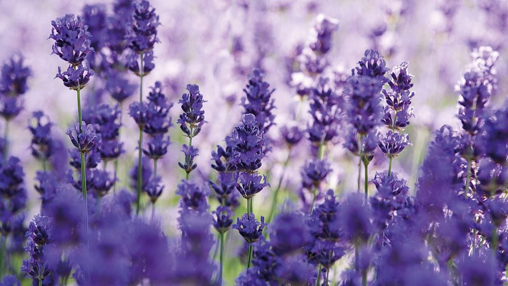 lavender