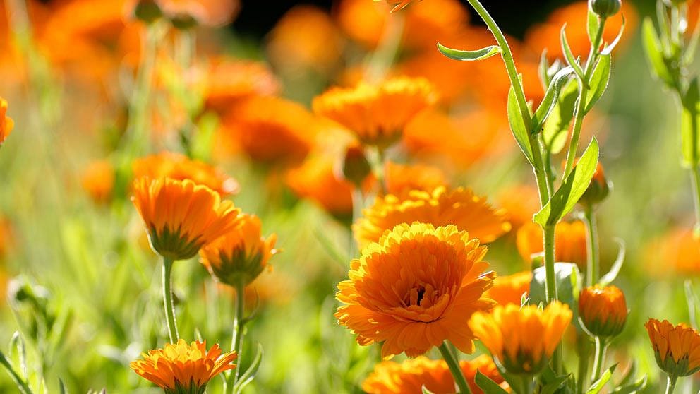 Calendula flowers