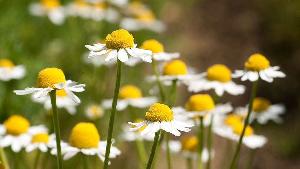 Chamomille flowers
