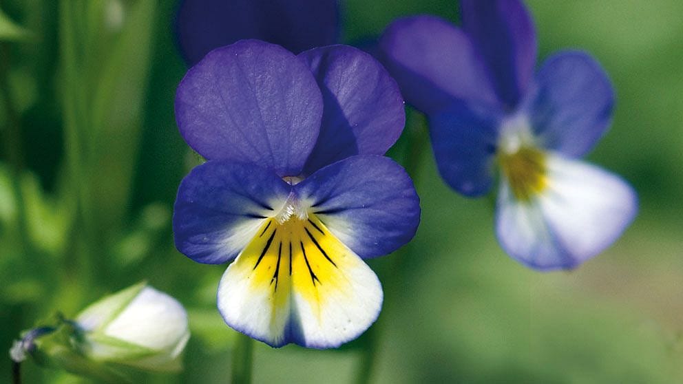 Pansy flower
