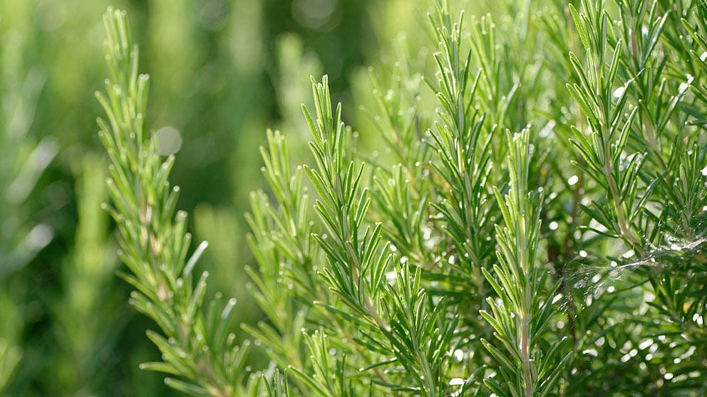 Rosemary