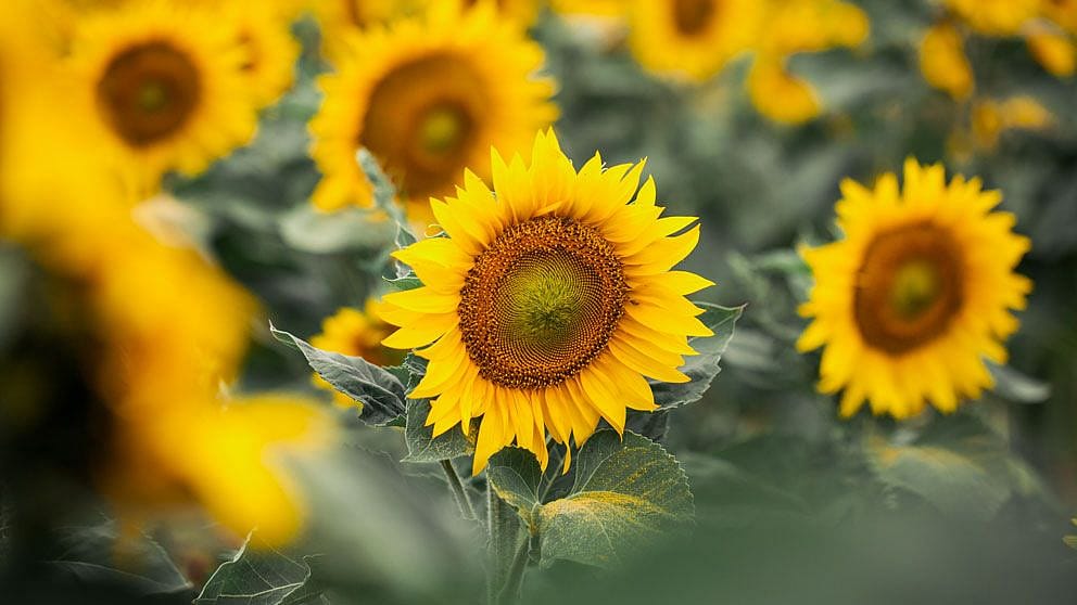 Sun flowers
