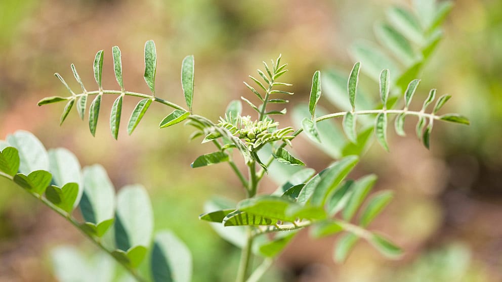 licorice root