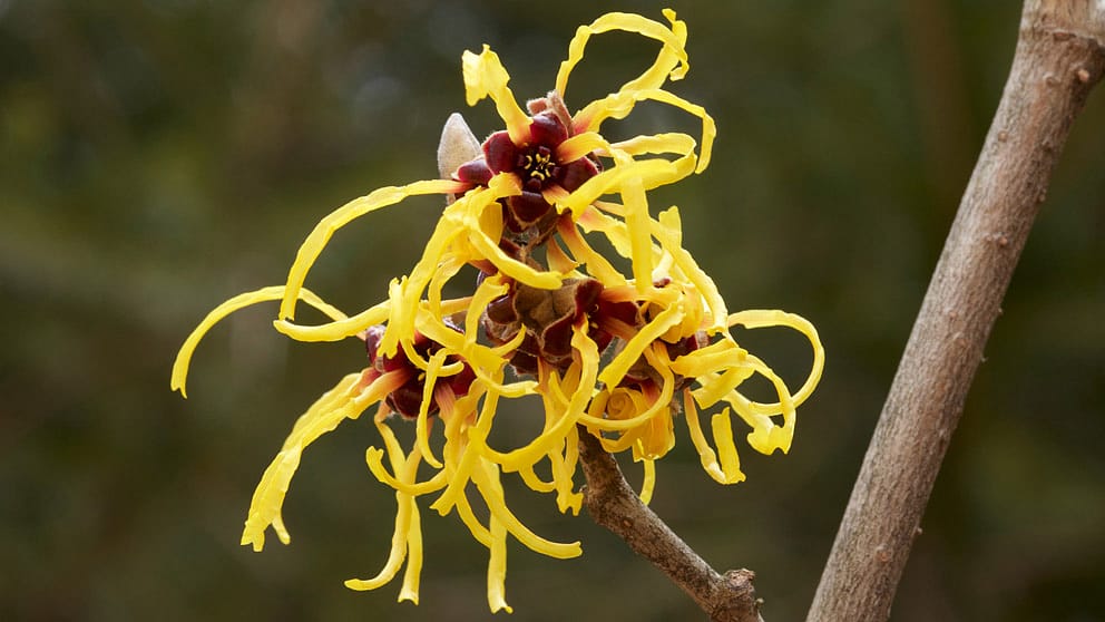 witch hazel