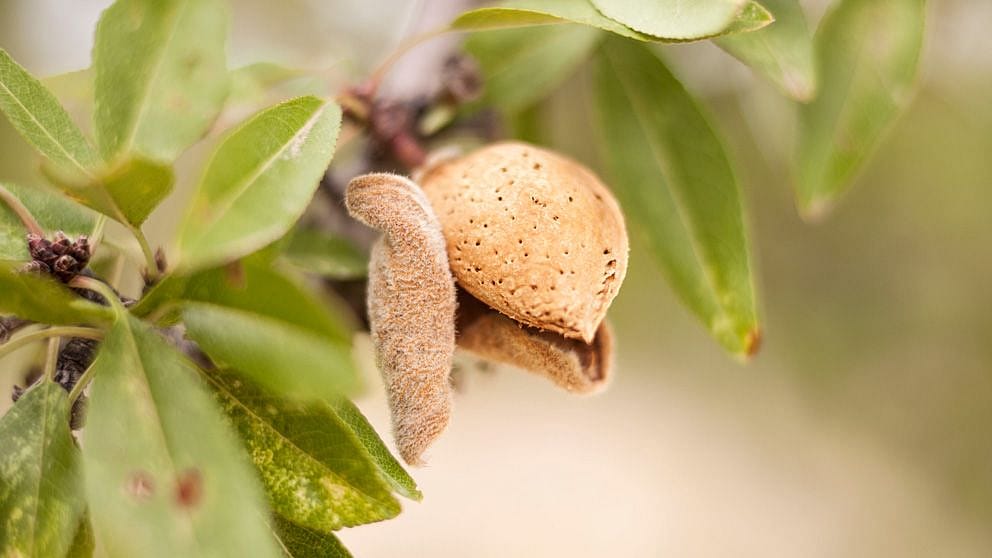 Almond fruit