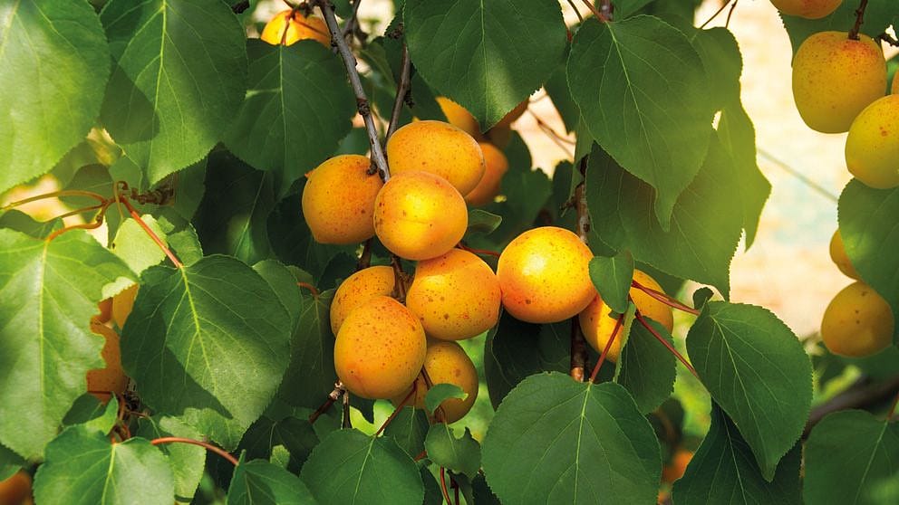 Apricot Kernel