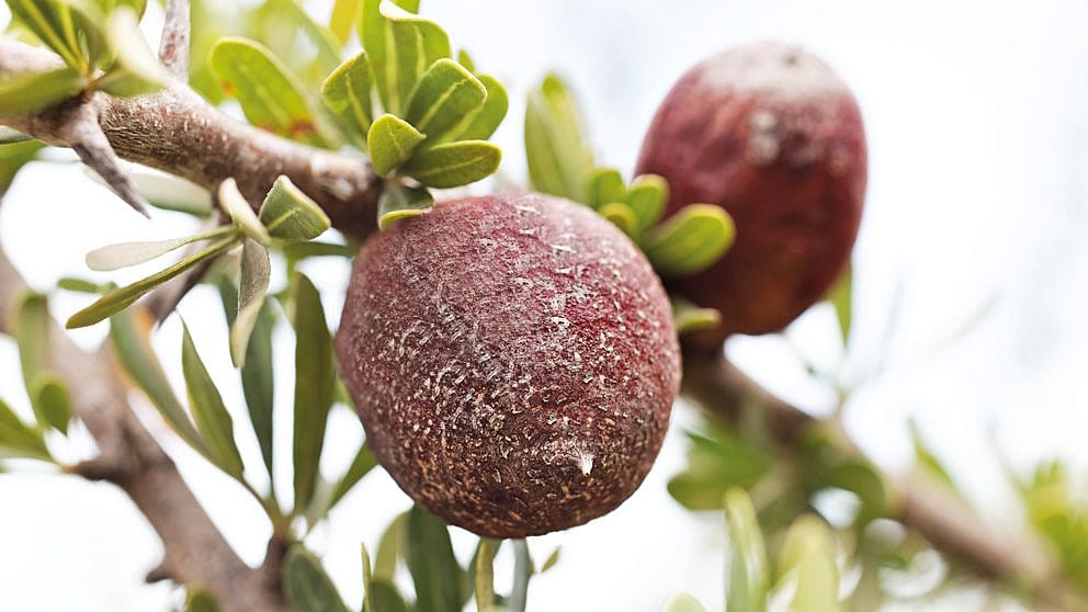 Argan fruit