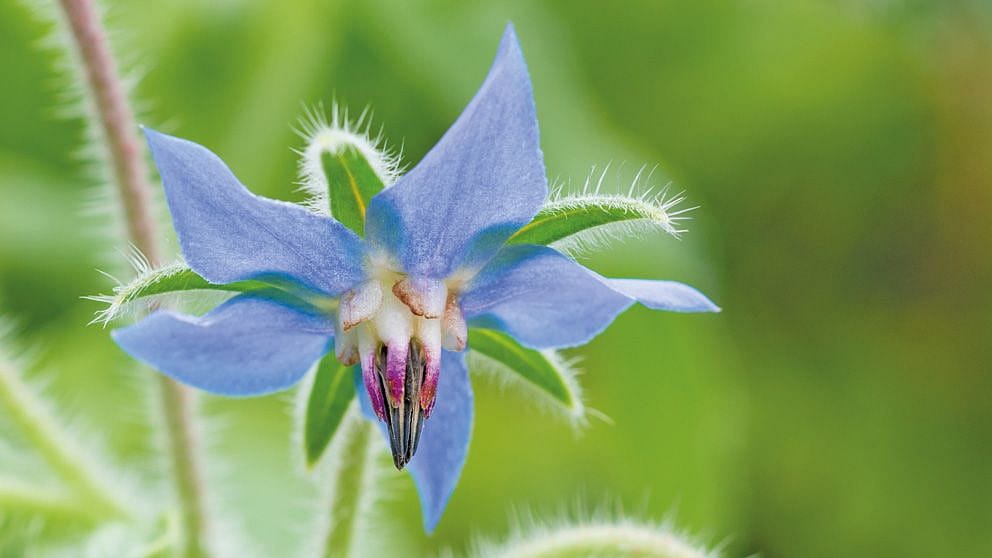Borage flower