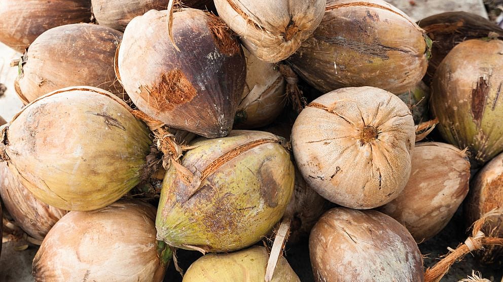 Coconut
