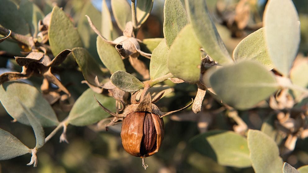 Jojoba flowers