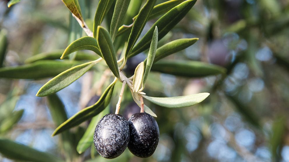 Olives