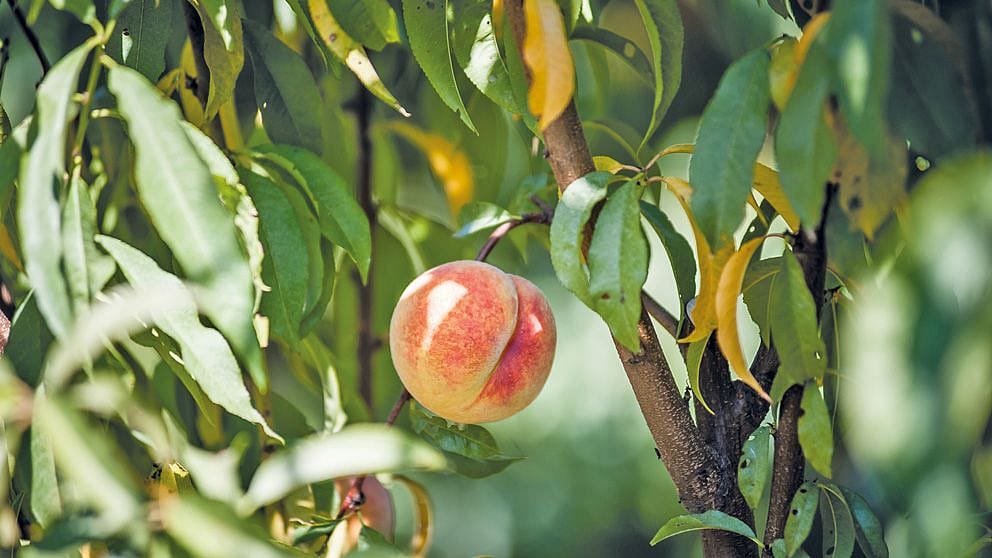 Peach Kernel