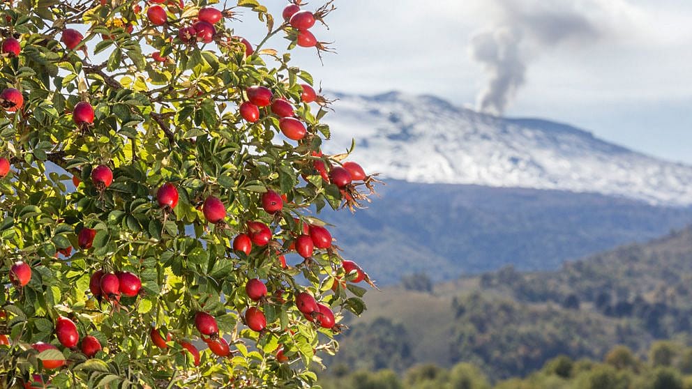 Mosqueta Rose Rosehip