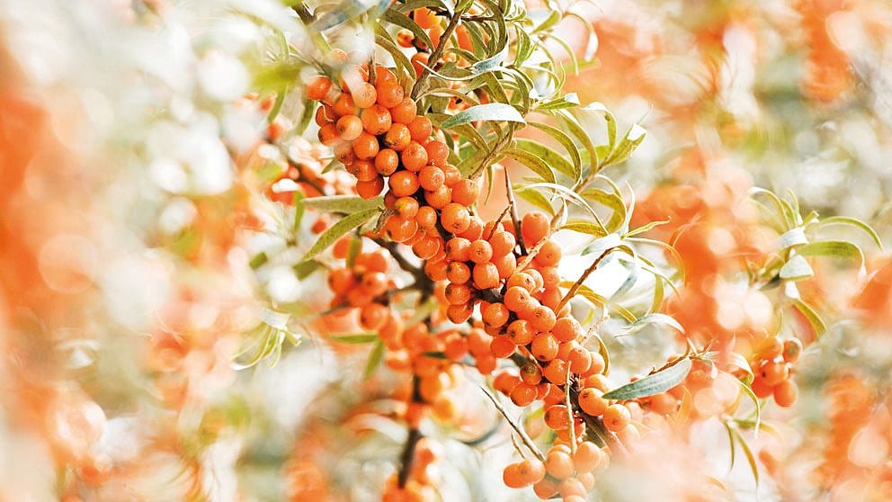 Sea Buckthorn fruits