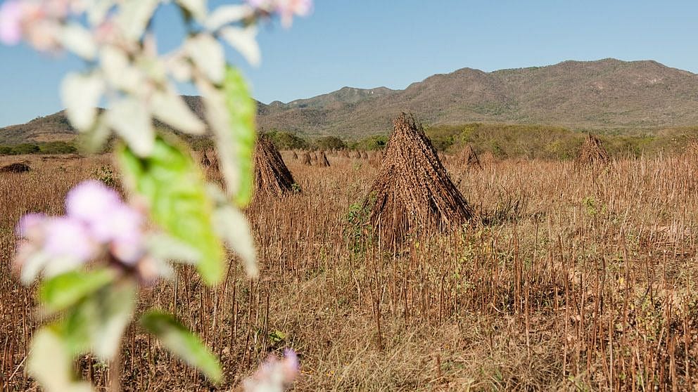 Sesame plants
