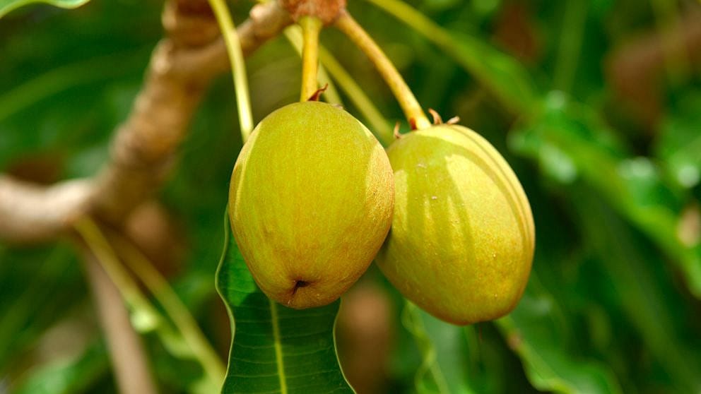 Shea Butter