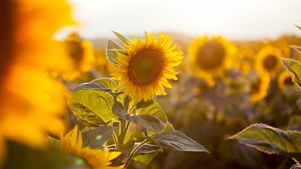 Sunflowers