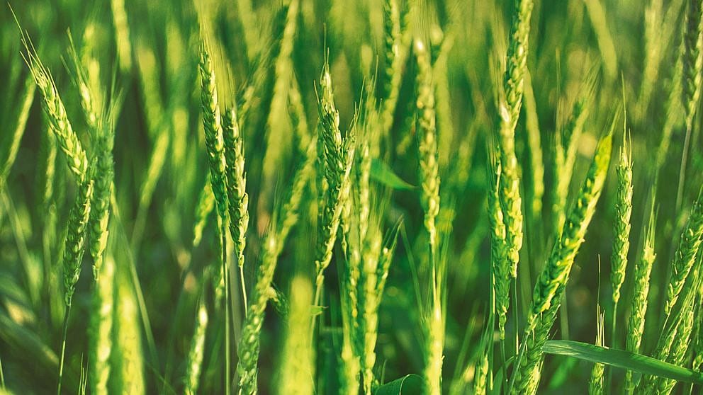 Wheat Germ plants