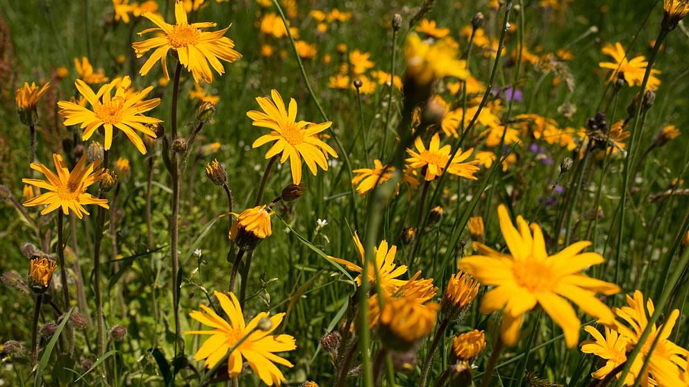 Arnica flowers