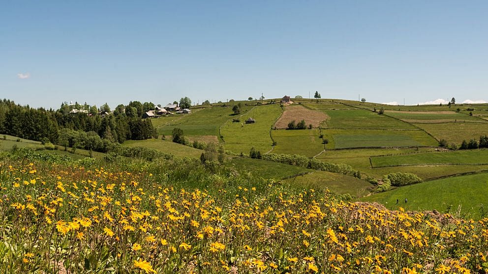 Arnica meadows.