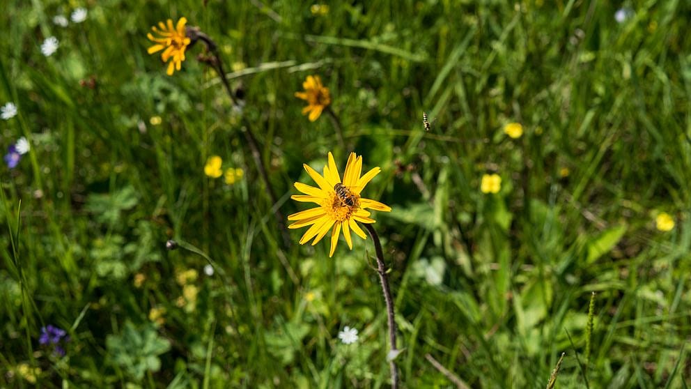 Arnica flower.