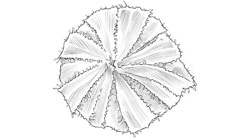 Calendula flower drawing.