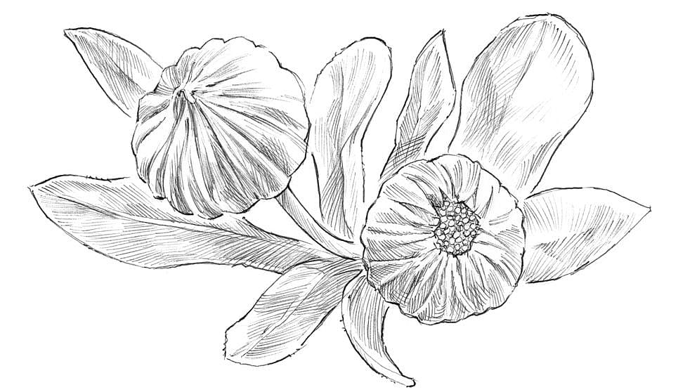 Calendula flower drawing.